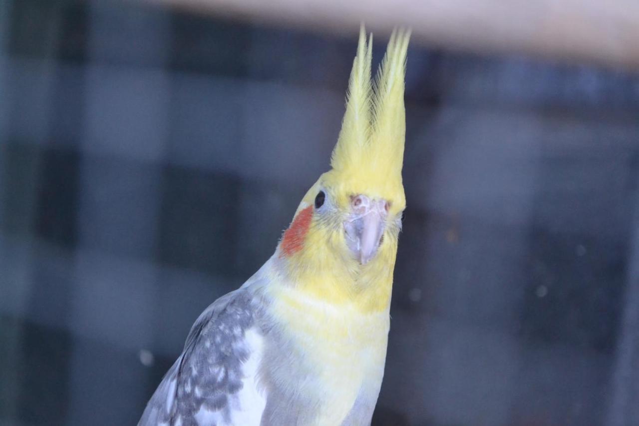 Pokoje Goscinne U Hanki Jastrzębia Góra Esterno foto